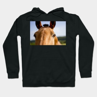 The Curious Horse Hoodie